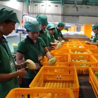 Rổ nhựa đựng trái cây, hàng hóa các loại Lhe Ngọc