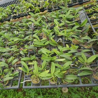 Đai Châu Thái hàng giống