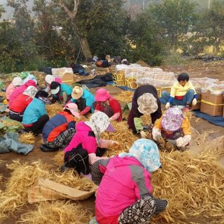Sâm tươi Hàn Quốc 6 năm tuổi