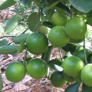 Chanh không hạt trái to nhiều nước đạt chuẩn Trung Đông