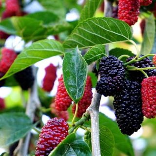 Nước Cốt Dâu Tằm Loại Ngon 1000ml