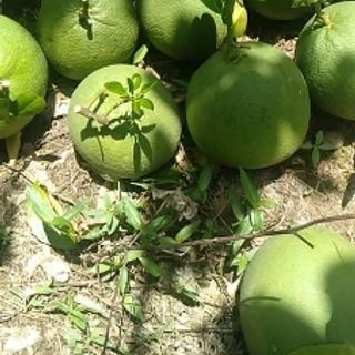 Bưởi da xanh Bến Tre