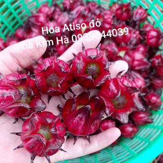 Hoa tươi Atiso đỏ