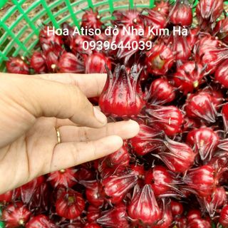 Hoa tươi Atiso đỏ
