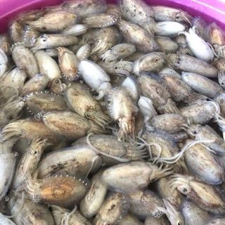 Nhà em có mực nang sữa cho cả nhà ạ, mực được làm sạch, cấp đông nên luôn đảm bảo tiêu chí TƯƠI - NGON ạ.