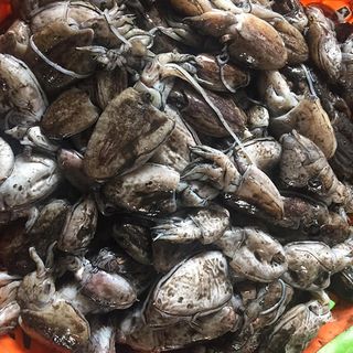 Nhà em có mực nang sữa cho cả nhà ạ, mực được làm sạch, cấp đông nên luôn đảm bảo tiêu chí TƯƠI - NGON ạ.