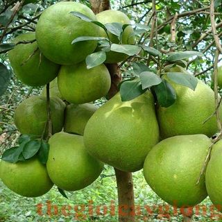 Bưởi sấy