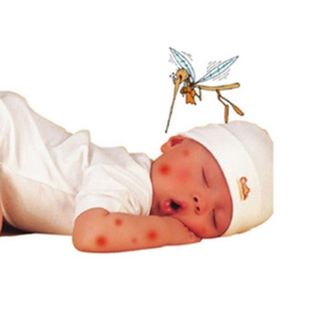 Tinh Dầu Tràm Huế Phước Quy