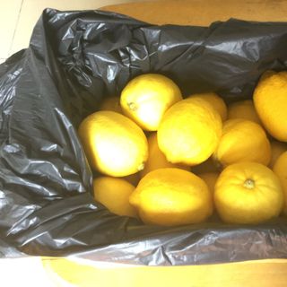 chanh vàng mỹ