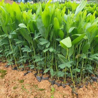 Hạt giống keo tai tượng
