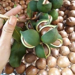 Hạt Macca Đắc Lắc