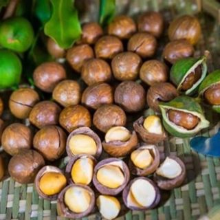 Hạt Macca Đắc Lắc