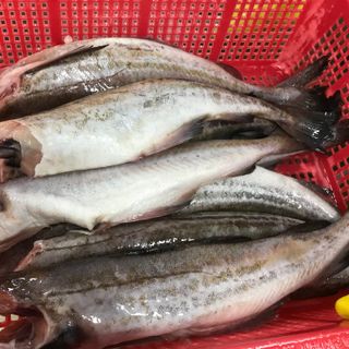 CÁ MINH THÁI/ ALASKA POLLOCK HG