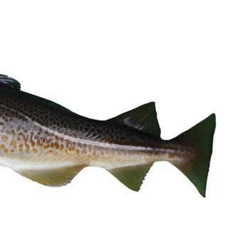 CÁ TUYẾT ĐẠI TÂY DƯƠNG/ ATLANTIC COD HG