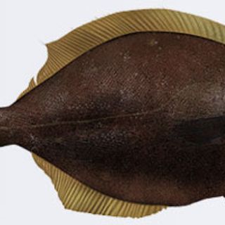 CÁ BƠN VÂY VÀNG/ YELLOWFIN SOLE HG