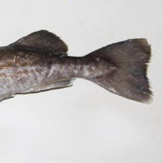 CÁ TUYẾT THÁI BÌNH DƯƠNG// LONGLINE PACIFIC COD HG