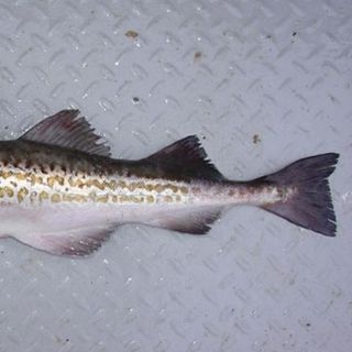 CÁ MINH THÁI/ ALASKA POLLOCK HG