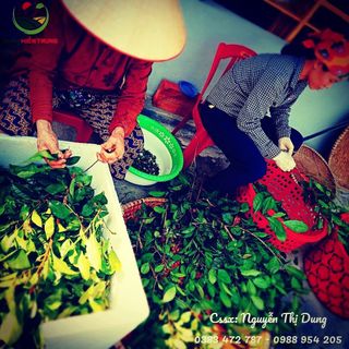 Túi lọc Trầu không - Trà xanh - Bạc hà Xông phụ khoa