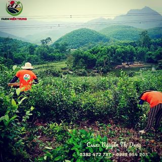 Túi lọc Trầu không - Trà xanh - Bạc hà Xông phụ khoa