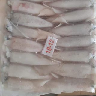 Mực cơm size 10-12