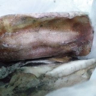 Mực lá lớn