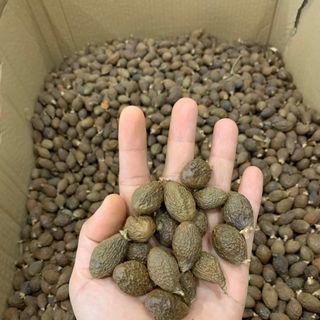 Hạt ươi rừng, hạt lười ươi, hạt đười ươi Lâm Đồng