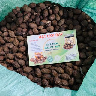 Hạt ươi rừng, hạt lười ươi, hạt đười ươi Lâm Đồng