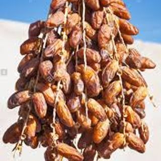 Chà là nguyên cành Tunisia