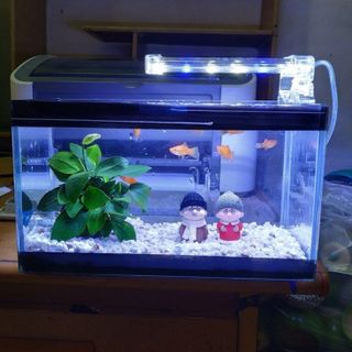 Bể cá cảnh mini