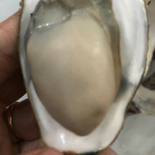 HÀO SỮA ĐẦM NẠI