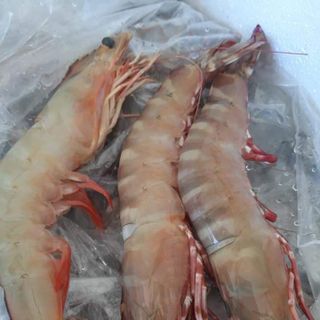 Tôm Sú Tự Nhiên Size 10- 12 con /kg