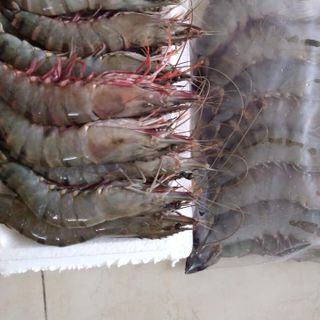 Tôm Sú Tự Nhiên Size 10- 12 con /kg