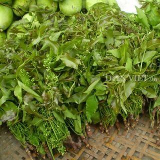 Cây giống sầu đâu