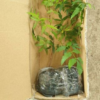 Cây giống sầu đâu