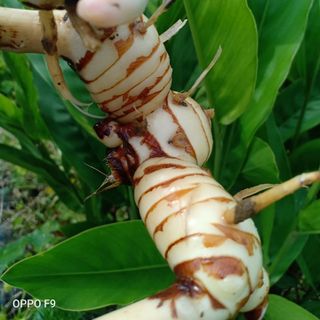 Củ riềng tươi