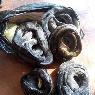 Cao rắn hổ mang