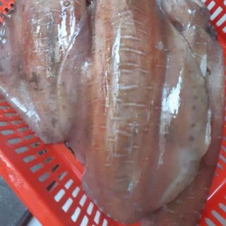 Mực lá lớn