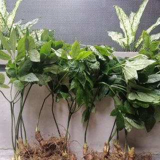 1 củ sâm ngọc linh trồng