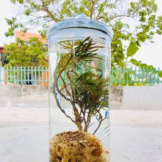 Nấm phục linh thiên