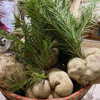 Nấm phục linh thiên