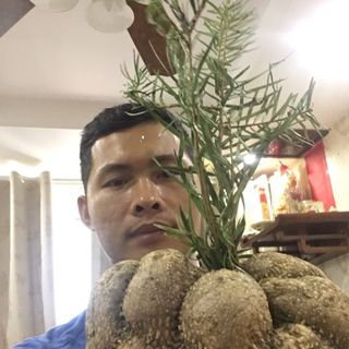 Nấm phục linh thiên