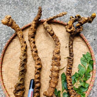 Tam thất hoang rừng hàng 10-12 củ/1kg