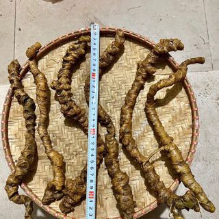Tam thất hoang rừng hàng 10-12 củ/1kg