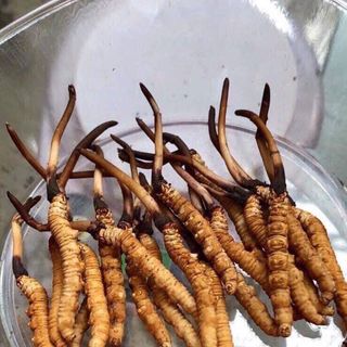 Đông trùng tây tạng chuẩn