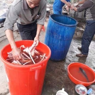 Cao ngựa bạch mắt đỏ nguyên chất
