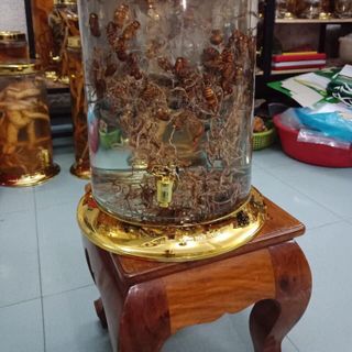 Đông trùng hạ thảo ve sầu