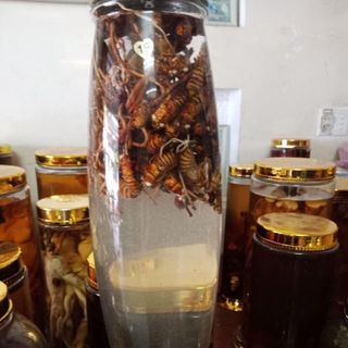 Đông trùng hạ thảo ve sầu