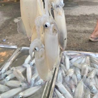 MỰC TRỨNG FULL 100%