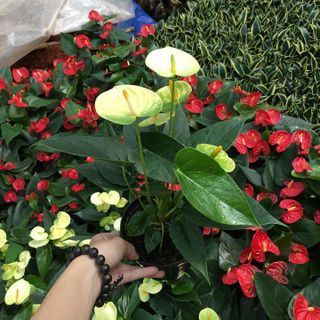 Hồng Môn