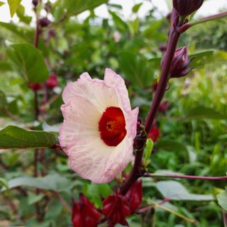 Hạt giống cây atiso đỏ